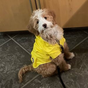 Canada Pooch Raincoat Jacket with Hood  Size 12